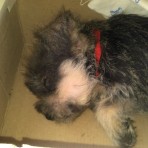Cokie