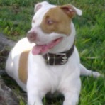 Danko