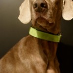 HERA