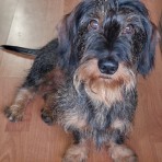 Kuko