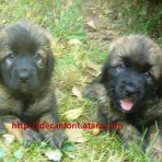 Puppies Leonberg