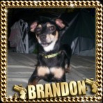 Brandon