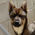 Volkov (hijo de lobo)