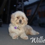 Willie (wily)