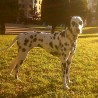 Anouk