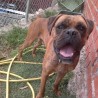 GOLFO