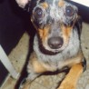 Phoebe