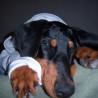 Astor