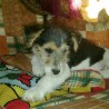 Pancho