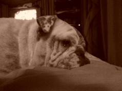 golfo