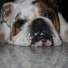 bruno