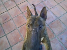 Fotos de perros
