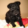 Chiky