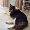 Laila (Abdet del Janymary)