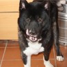 Boby