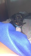 Toby