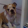 nadin
