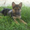 Shira