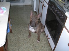Fotos de perros