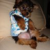 Bruno