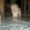 dukey