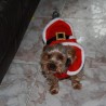 Benji