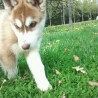 Akira