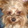 Buddy 