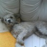 Chikita
