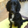 Blacki