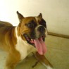 bruno