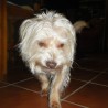 ichi