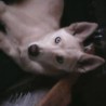 atka