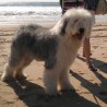 DEL JOWERS MERCHE-BABY (MUSHU)