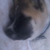 Hachiko