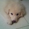 QUILLO