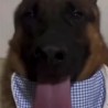 Whining dog