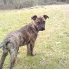 Troya