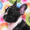 Elvis