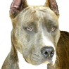 Artemis