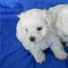 Arwen