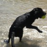 Barnie