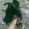 Bosco