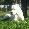 bruss