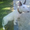 chico