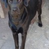 Apolo