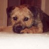 Bertie