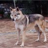 shagi