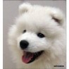 Blanqui