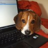 Curro